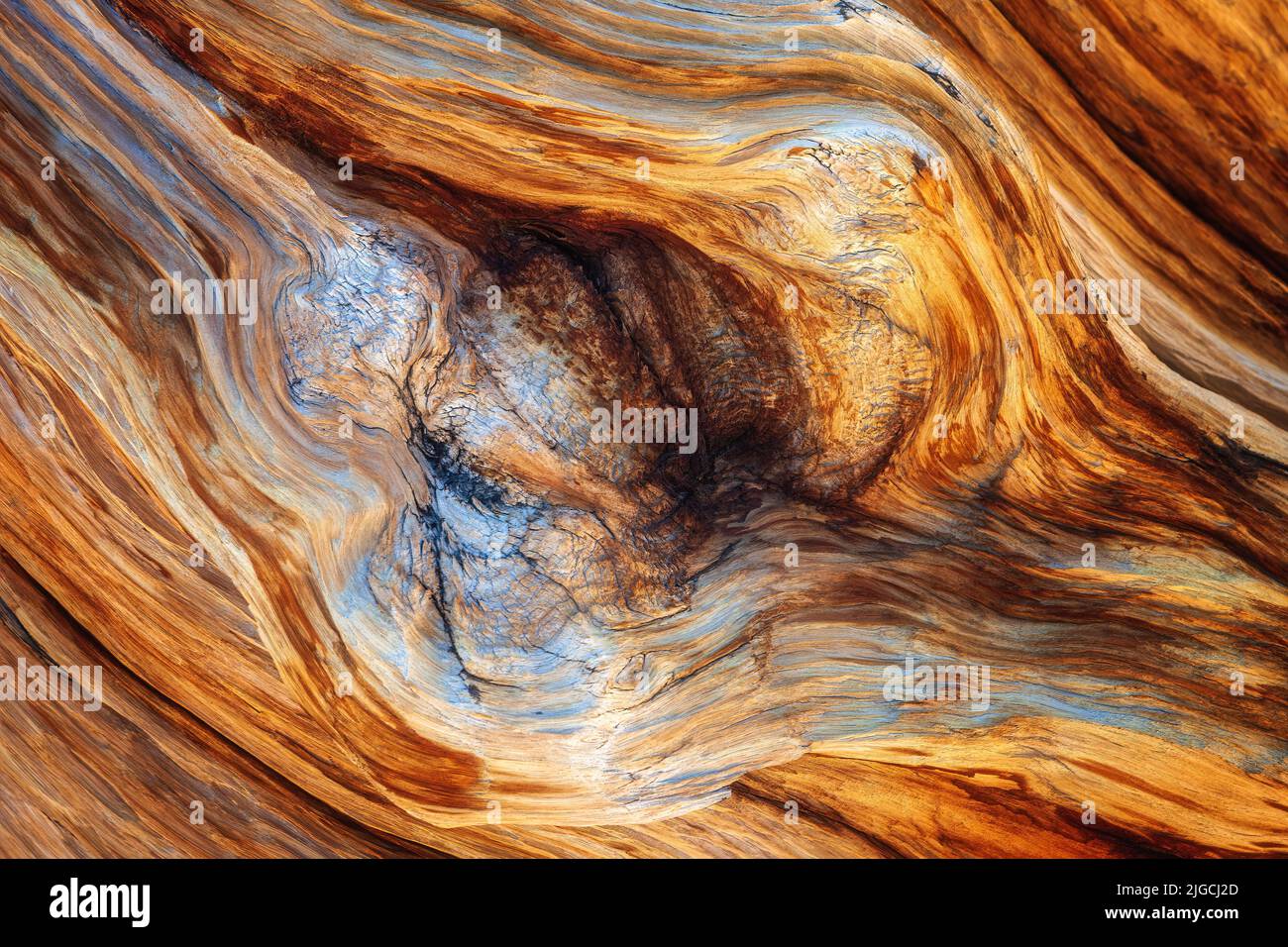 Here is a wood abstract of an ancient bristlecone tree found up in the White Mountains of California. These trees are some four thousand years old. Stock Photo