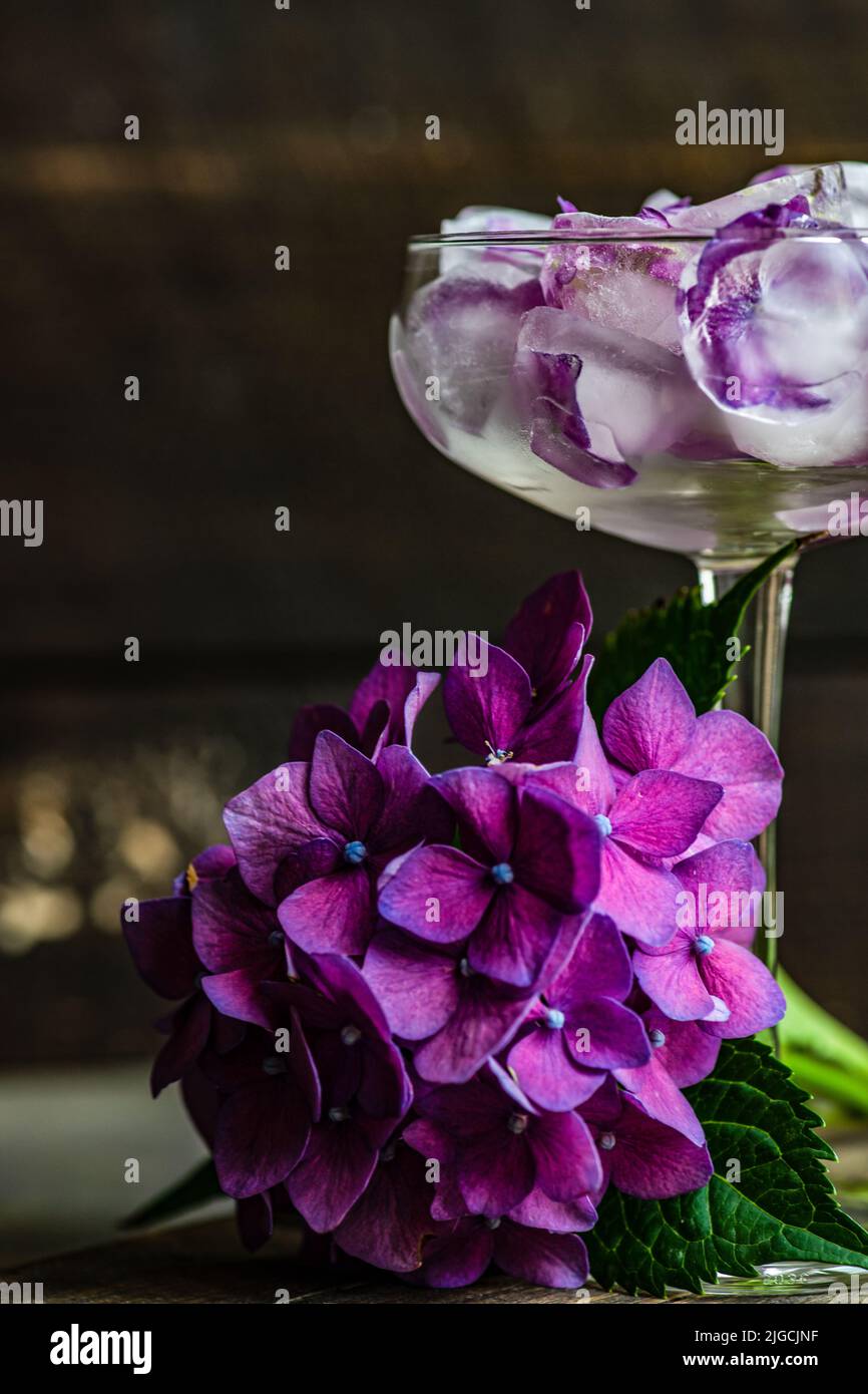 Glass with purple hydrangea flower ice cubes as a refreshing summer