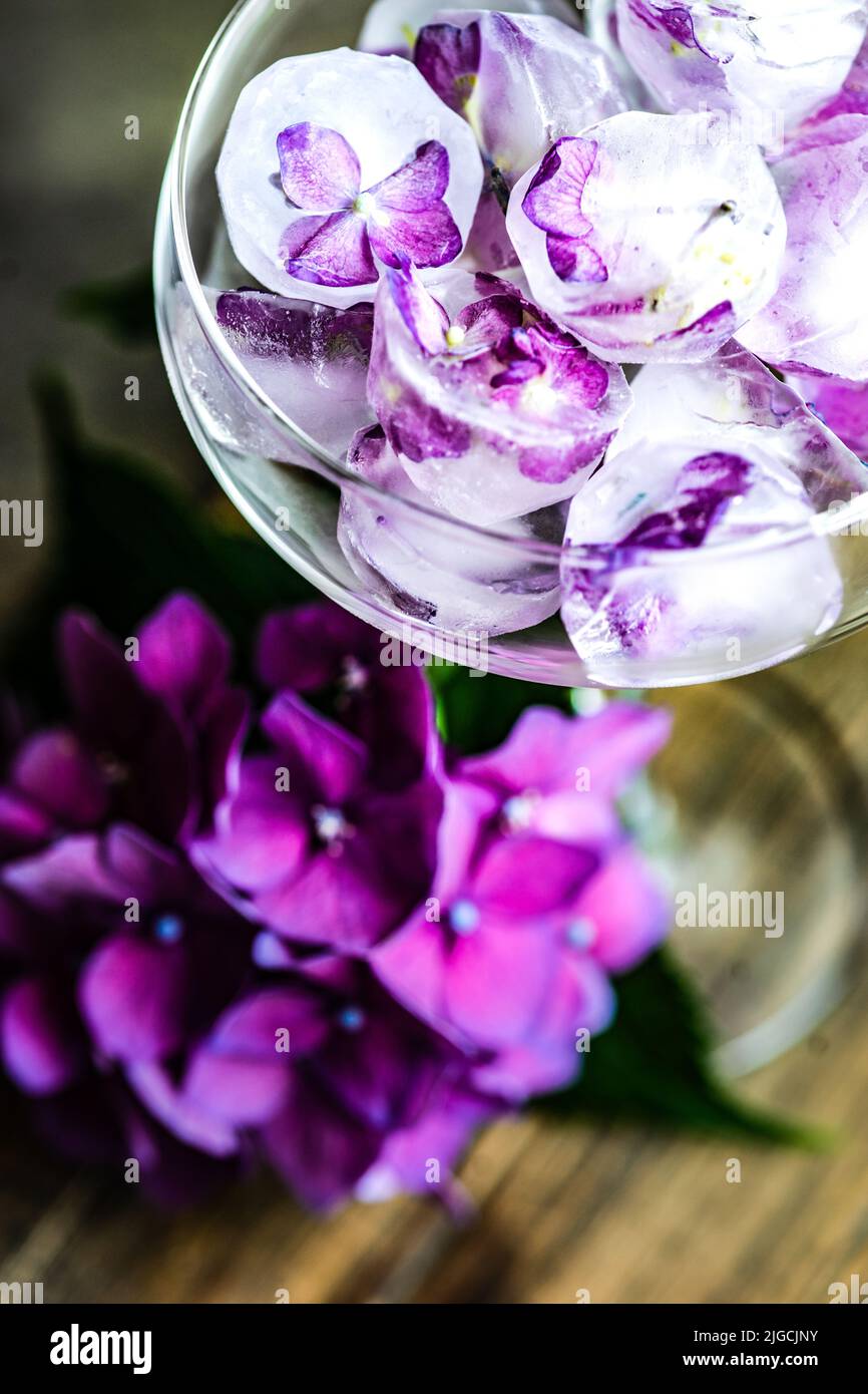 Glass with purple hydrangea flower ice cubes as a refreshing summer