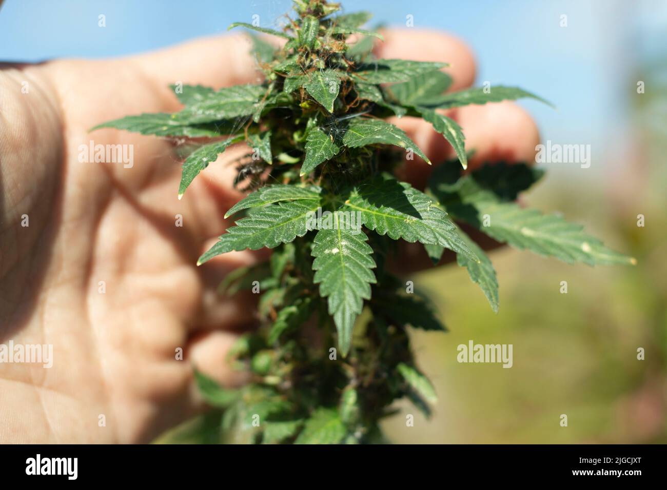 Marijuana plant is in summer. Hand holds cannabis. Wild marijuana plant. Drug in nature. Stock Photo