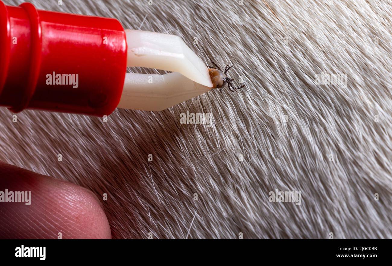 Removing a tick from a dog. A tick in parasite removal tongs in close