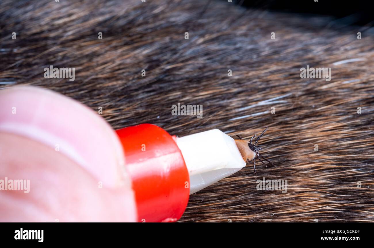 Removing a tick from a dog a tick in parasite removal tongs in close
