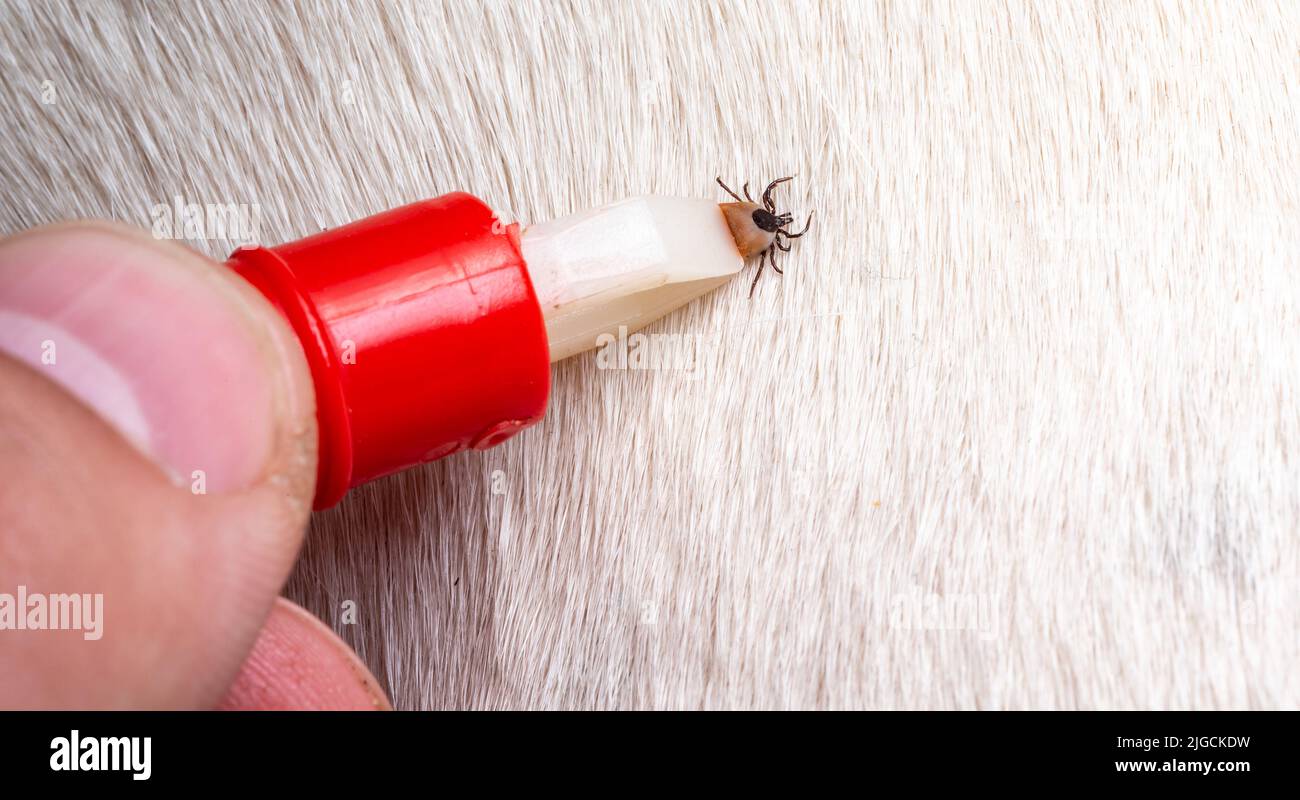 Removing a tick from a dog. A tick in parasite removal tongs in close