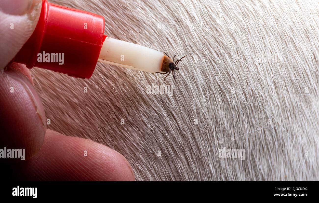 Removing a tick from a dog. A tick in parasite removal tongs in close