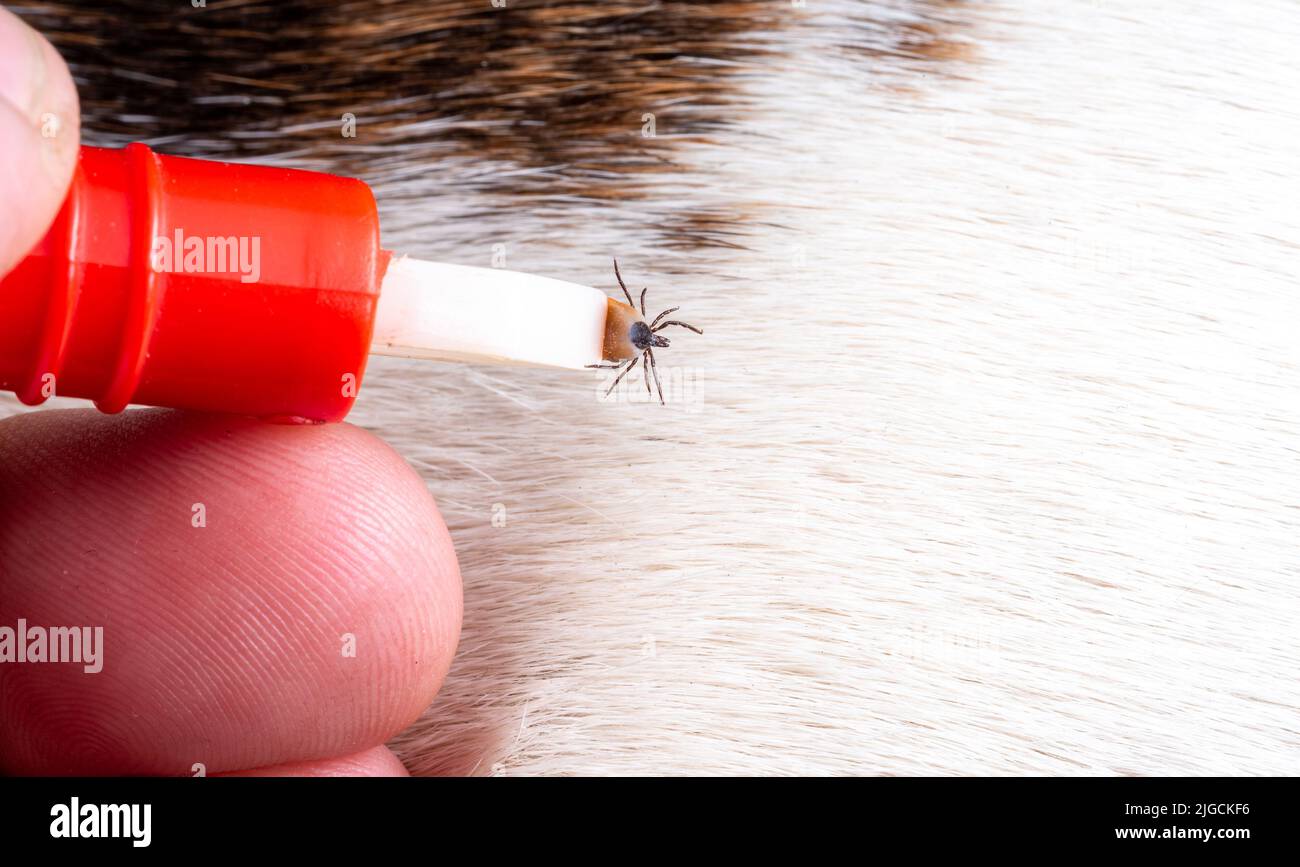 Removing a tick from a dog a tick in parasite removal tongs in close