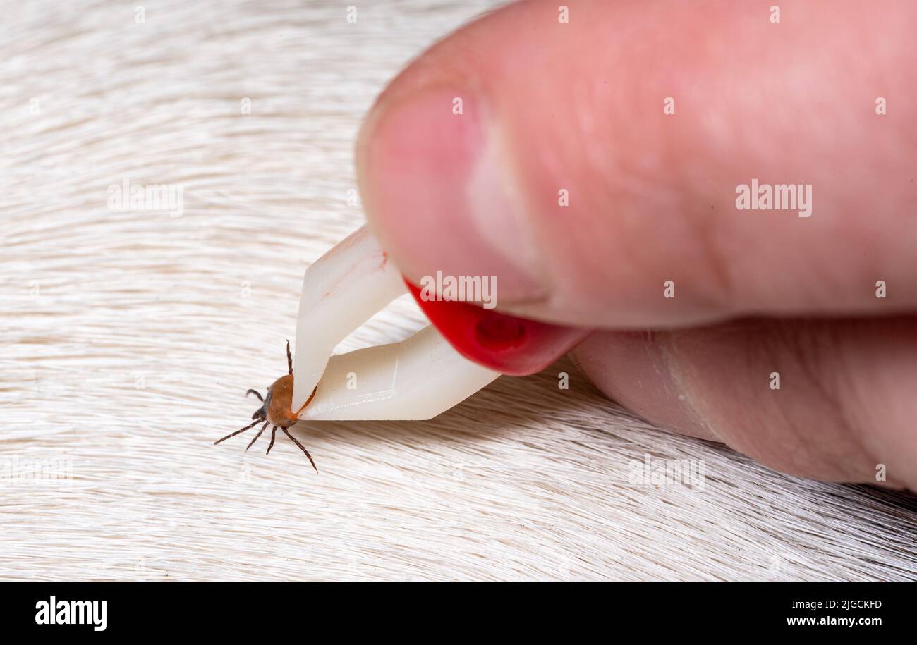 Removing a tick from a dog. A tick in parasite removal tongs in close