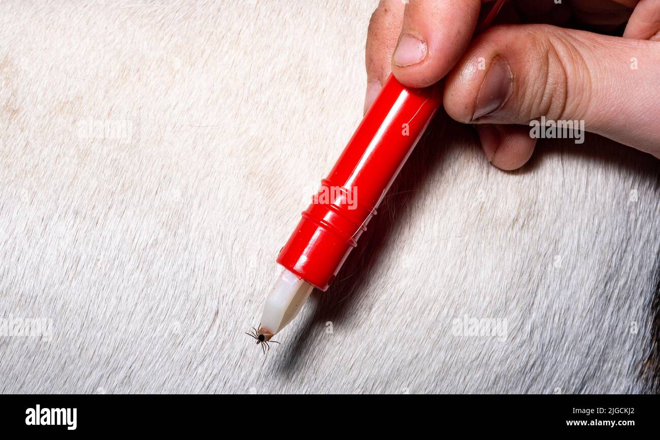 Removing a tick from a dog. A tick in parasite removal tongs in close