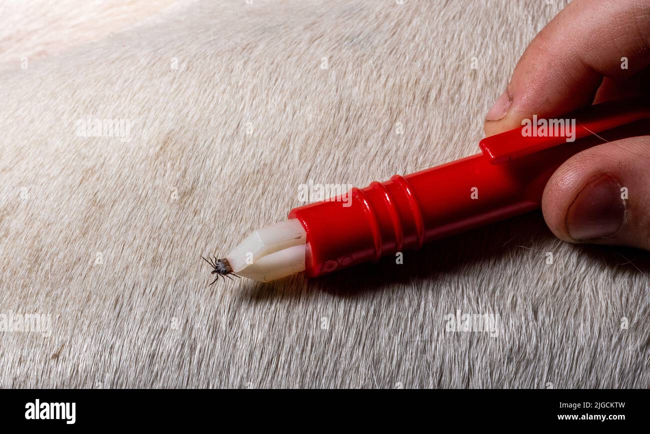 Removing a tick from a dog. A tick in parasite removal tongs in close