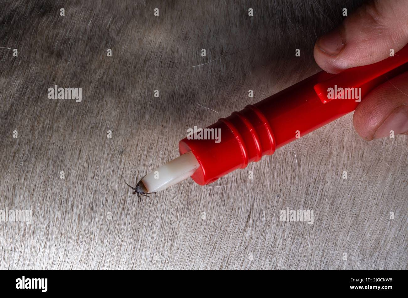 Removing A Tick From A Dog