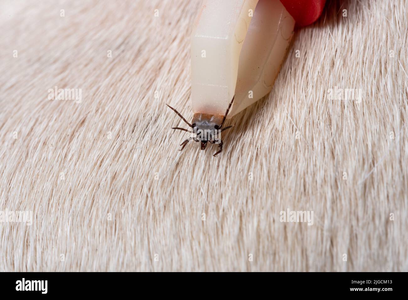 Removing a tick from a dog. A tick in parasite removal tongs in close