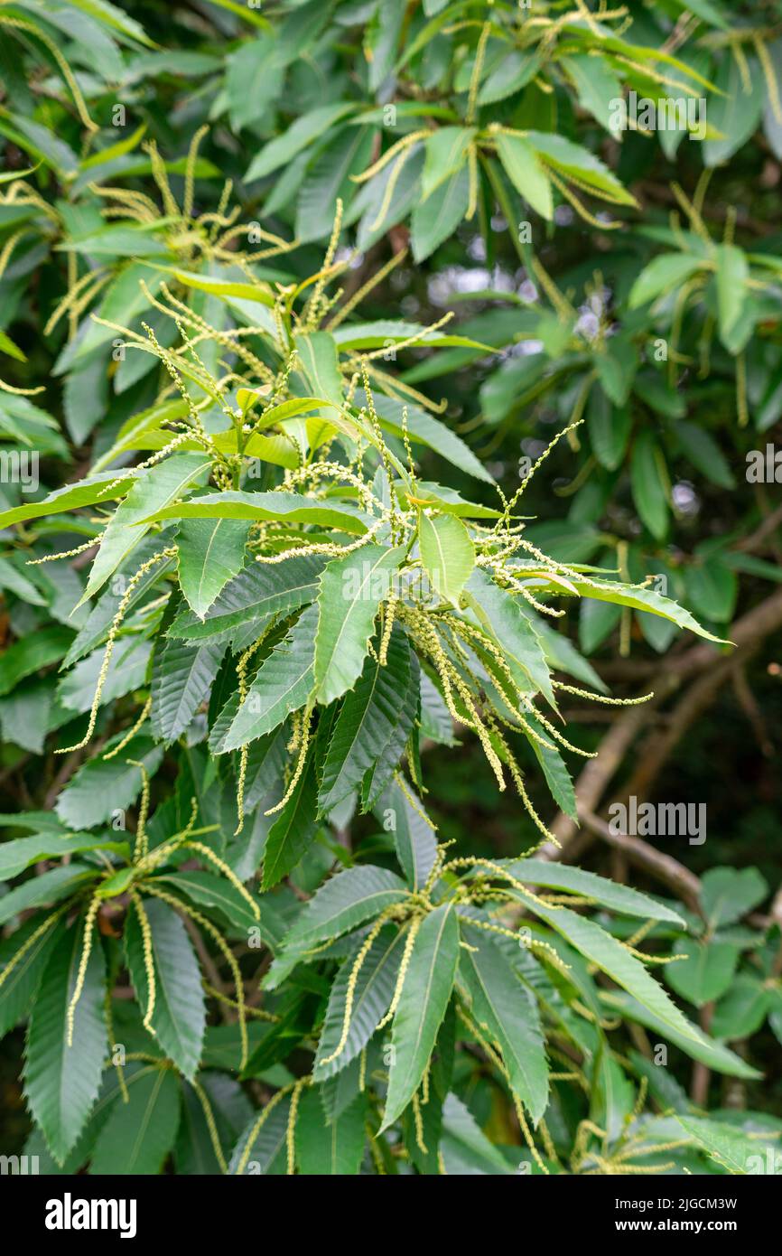 Chestnut tree catkin or inflorescences in the forest. Castanea sativa