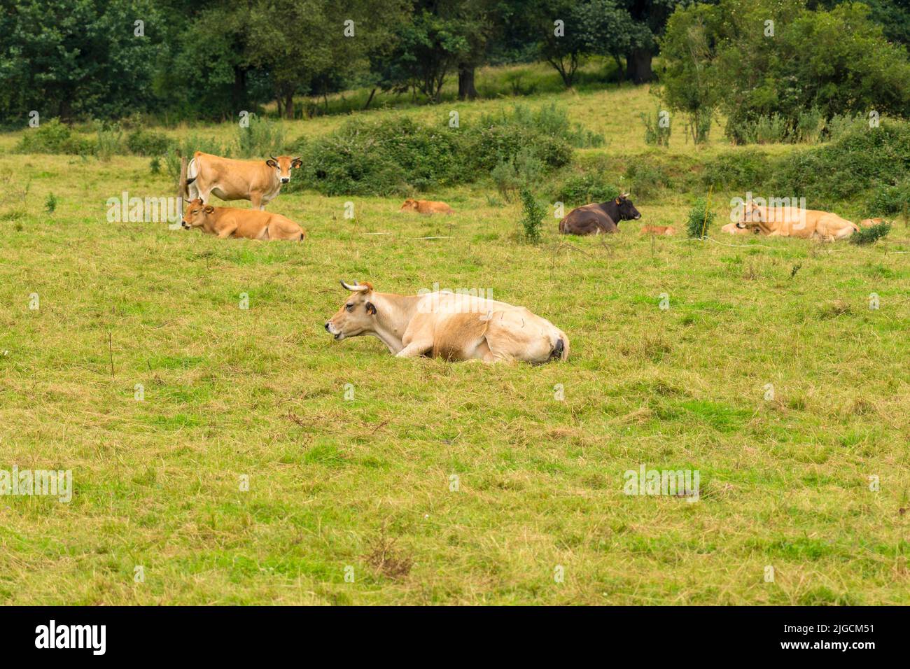 A herd of cows are resting on a farm pasture on the grass Stock Photo ...