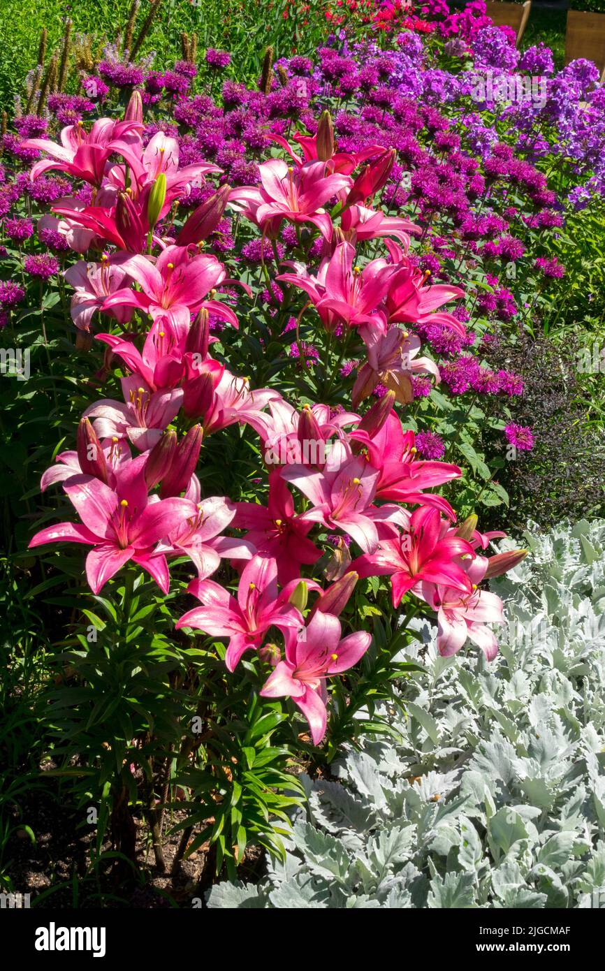 Lilium, Garden, Monarda Pink purple flowers Stock Photo