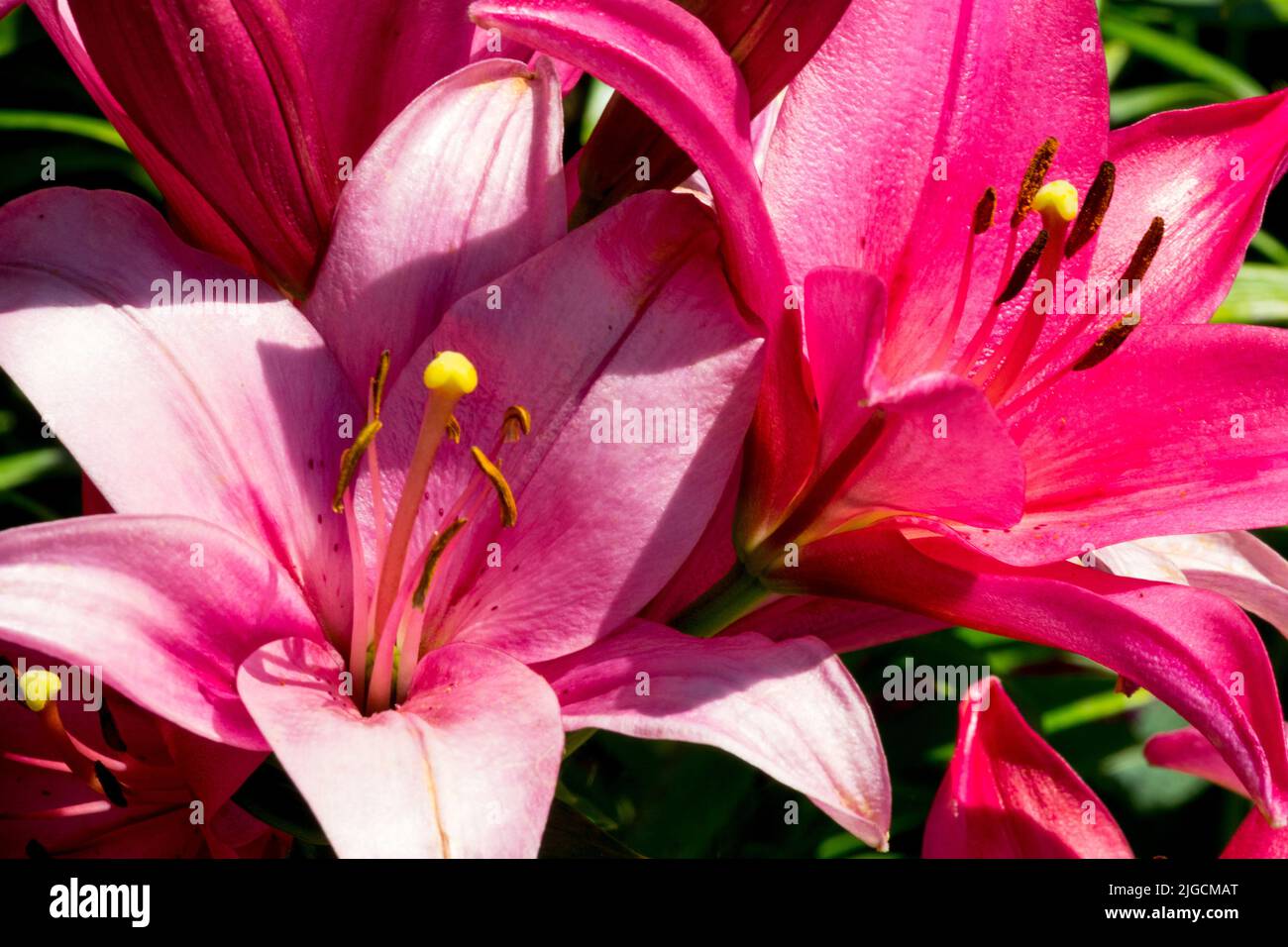 Pink Red Lilium, Flowers Lilium 'Mateo' flower Stock Photo