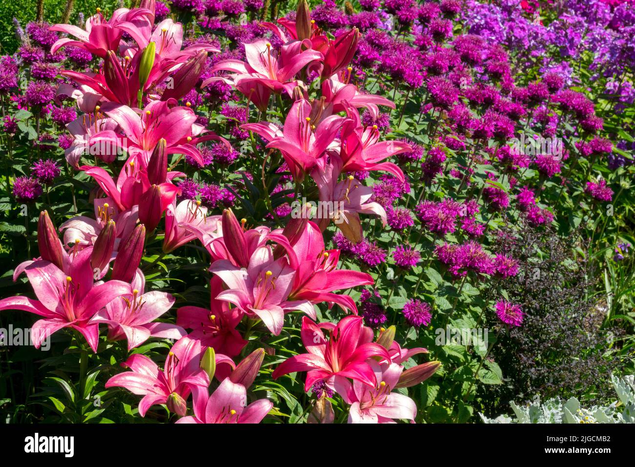 Purple, Flower bed, Lilium, Monarda, Herbaceous, Summer, Garden, July, Ornamental, Border