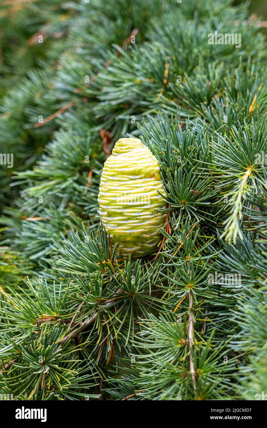 Closeup cone of atlas cedar in needles in summer Stock Photo