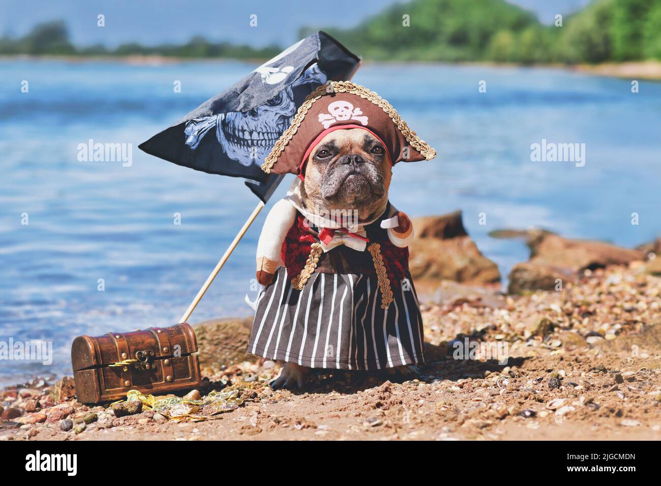 French Bulldog dog dressed up with pirate bride costume with hat, hook arm and dress standing at waterfront Stock Photo