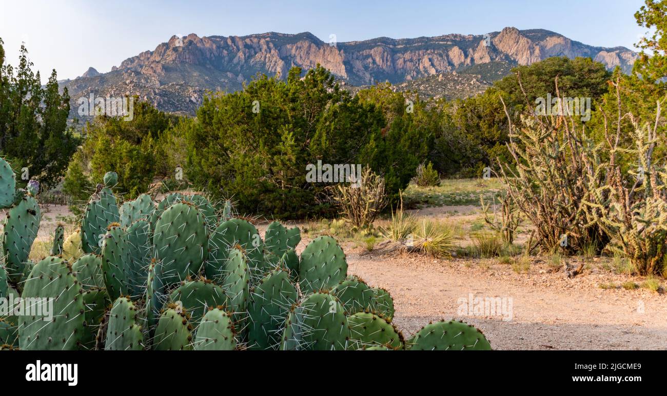 Prickly Pear Cacti in the foothills of the Sandia Mountains, Elena
