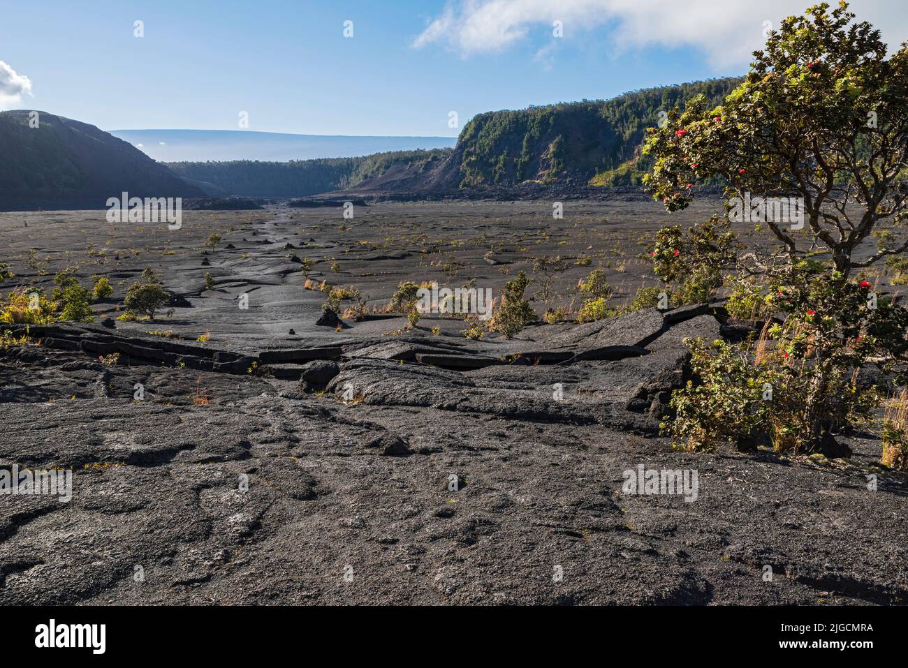 floor of dry lava bed and vegetation at kilauea iki crater in hawaii volcanoes national park Stock Photo