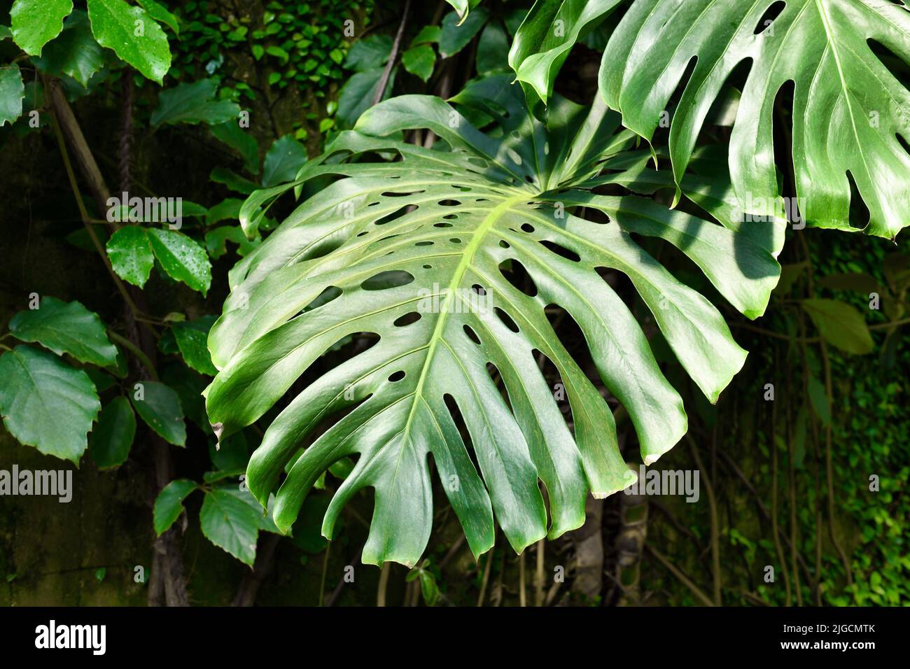 Mature leaf of tropical 'Monstera Deliciosa' houseplant with fenestration and holes Stock Photo