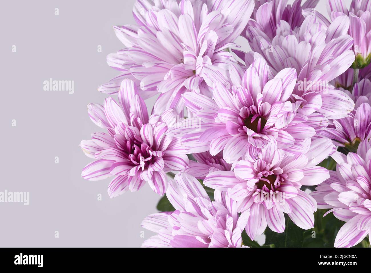 White chrysanthemum flowers hi-res stock photography and images - Alamy