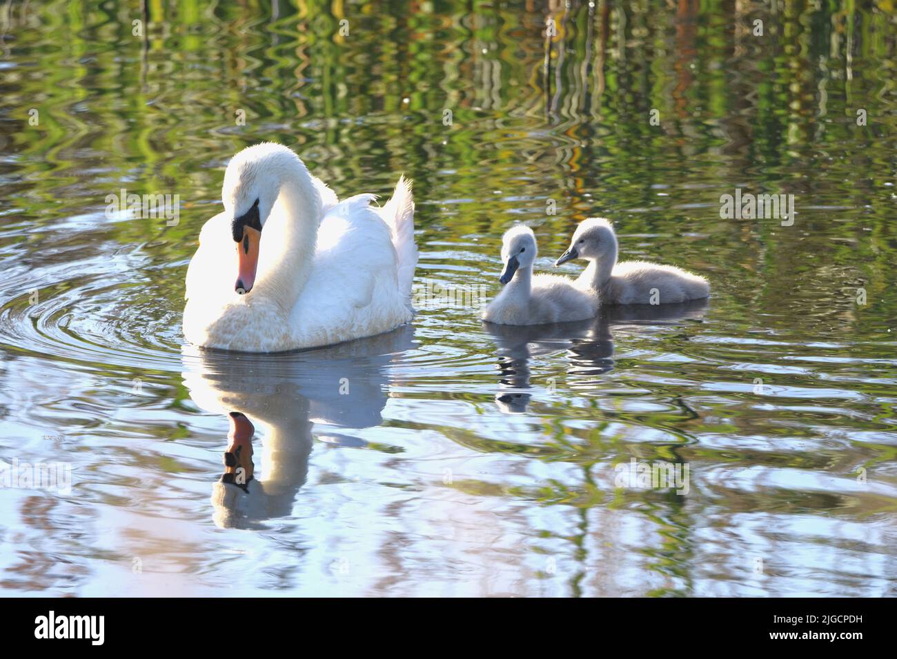 Mute Swans and Signets on a Pond RSPB Lakenheath, Suffolk Stock Photo