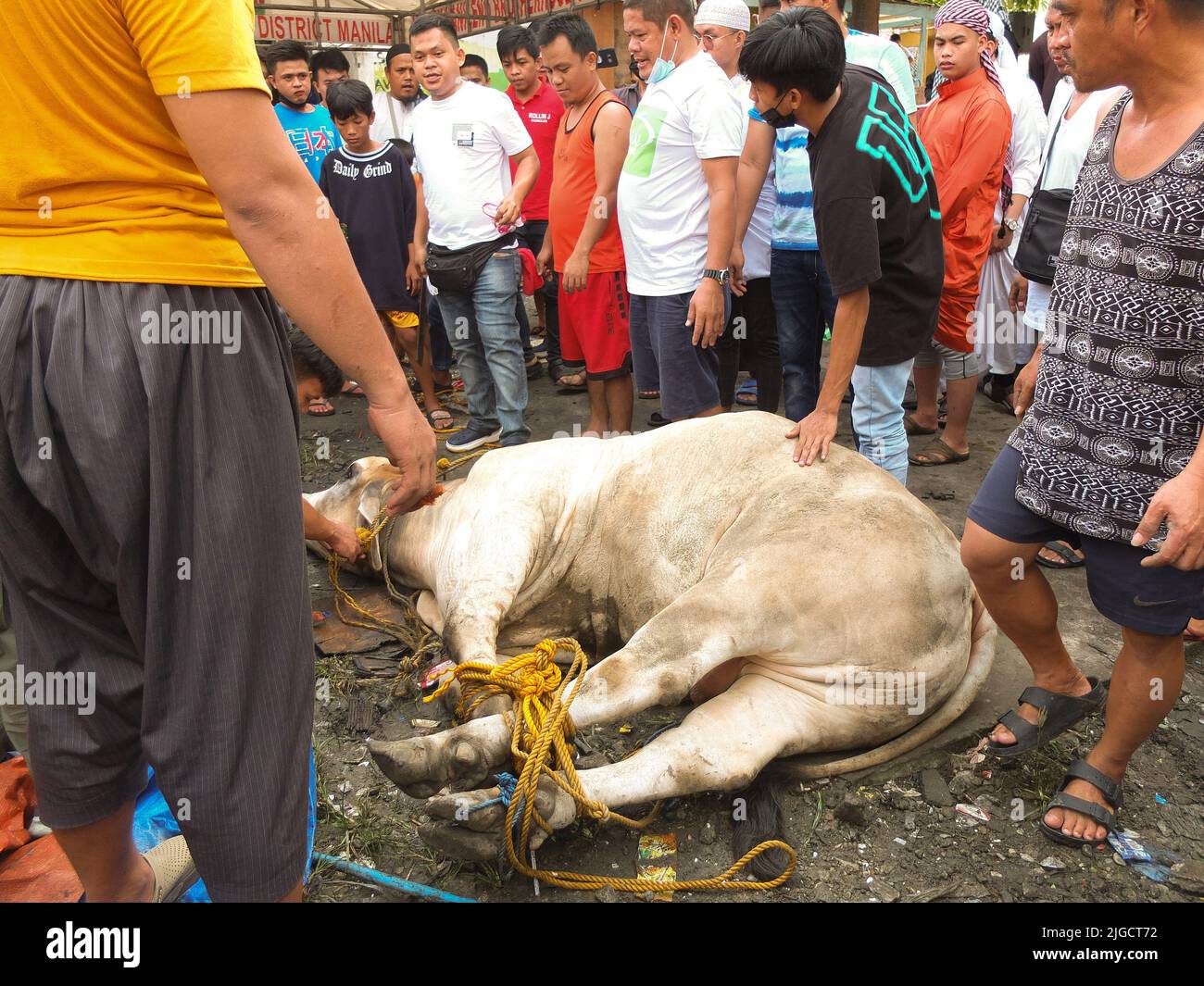 Eid al adha slaughter cow hi-res stock photography and images - Alamy