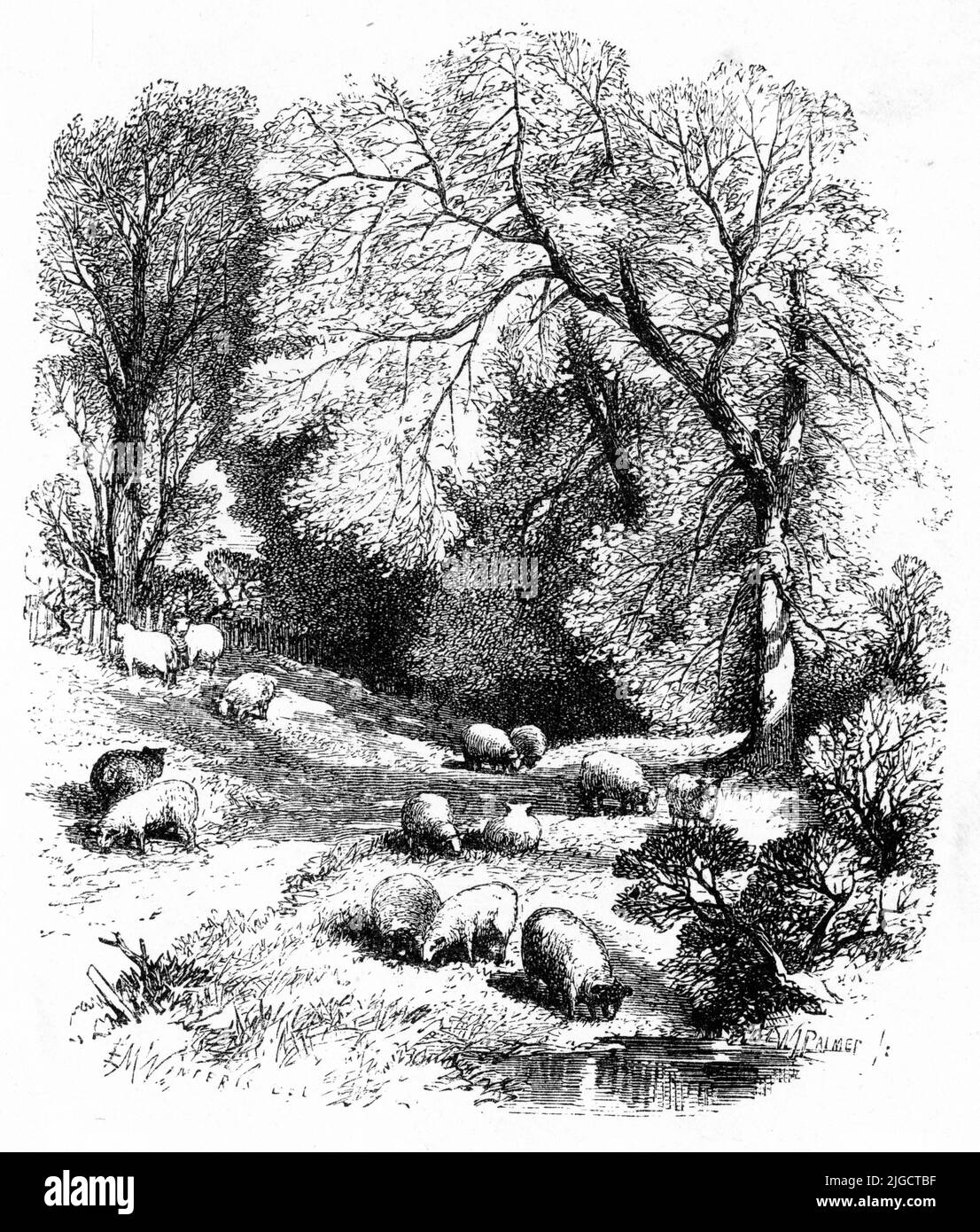 Engraving of a small flock of sheep, circa 1800 Stock Photo