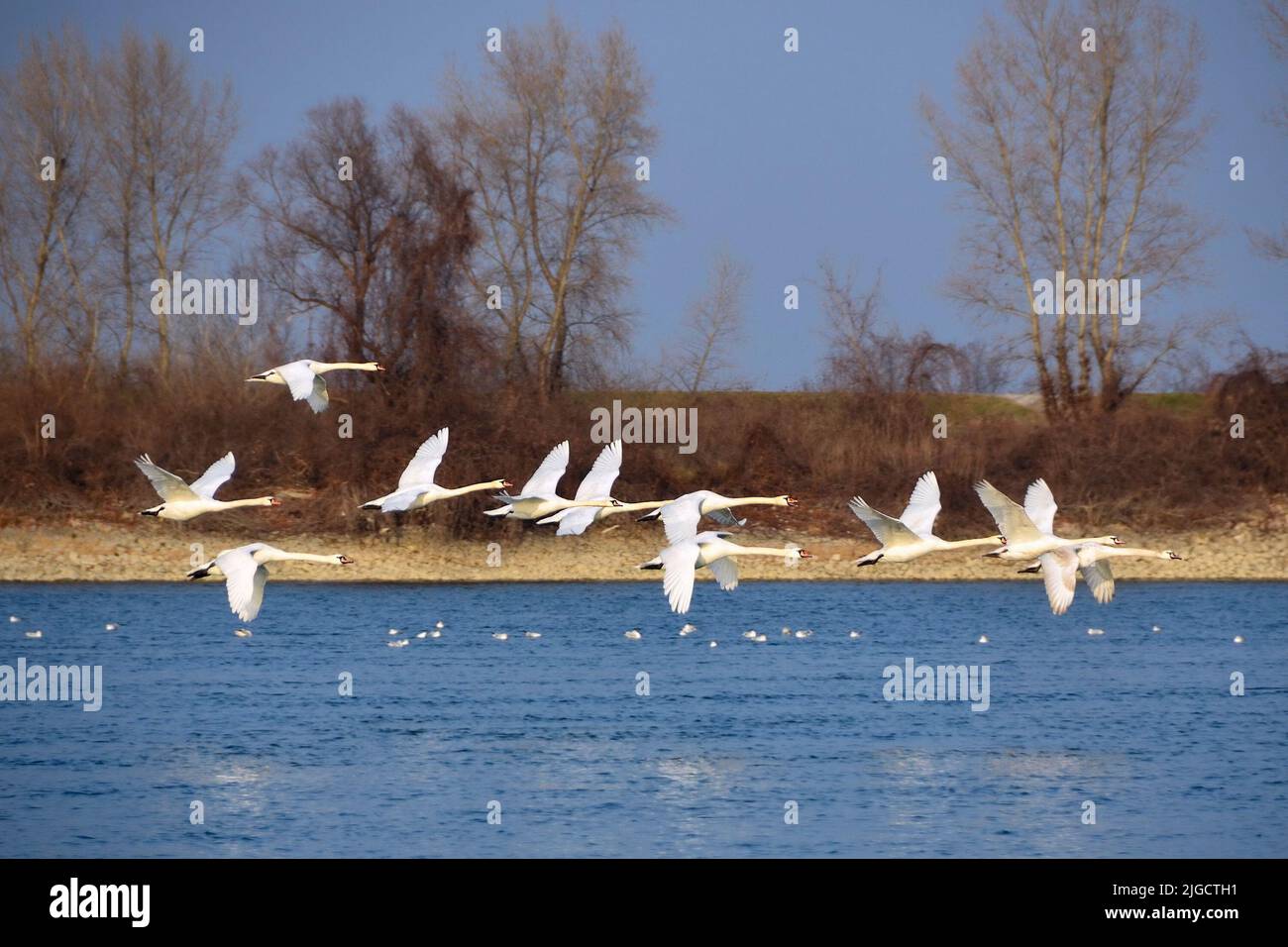 A flock of swans flying over the river Stock Photo - Alamy