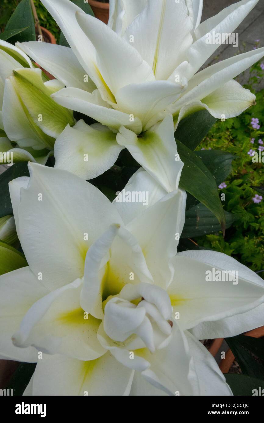White Lilium Apollo aka Blizzard Beautiful Orientpet Hybrid Lilium Stock Photo