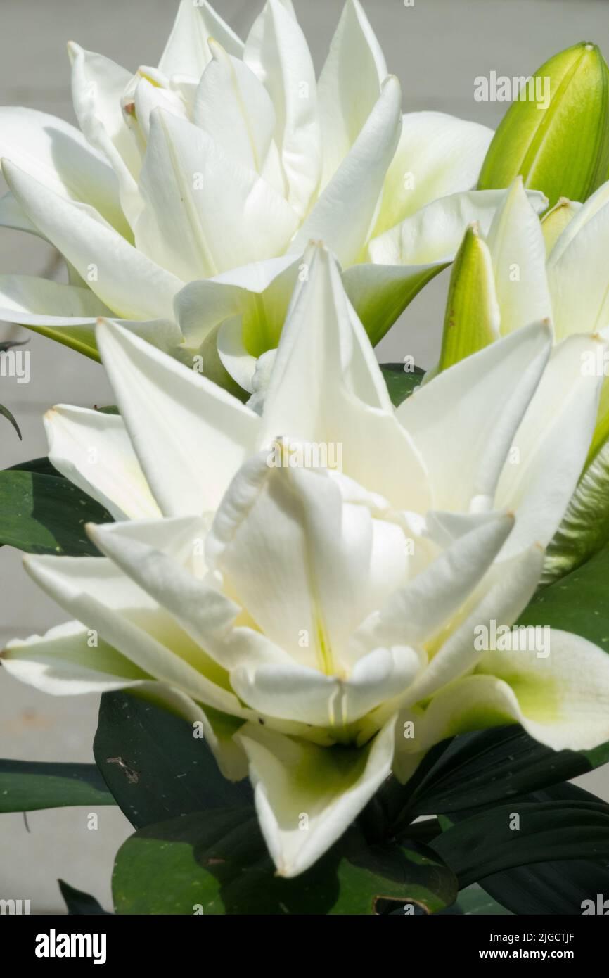 lilium-apollo-hi-res-stock-photography-and-images-alamy