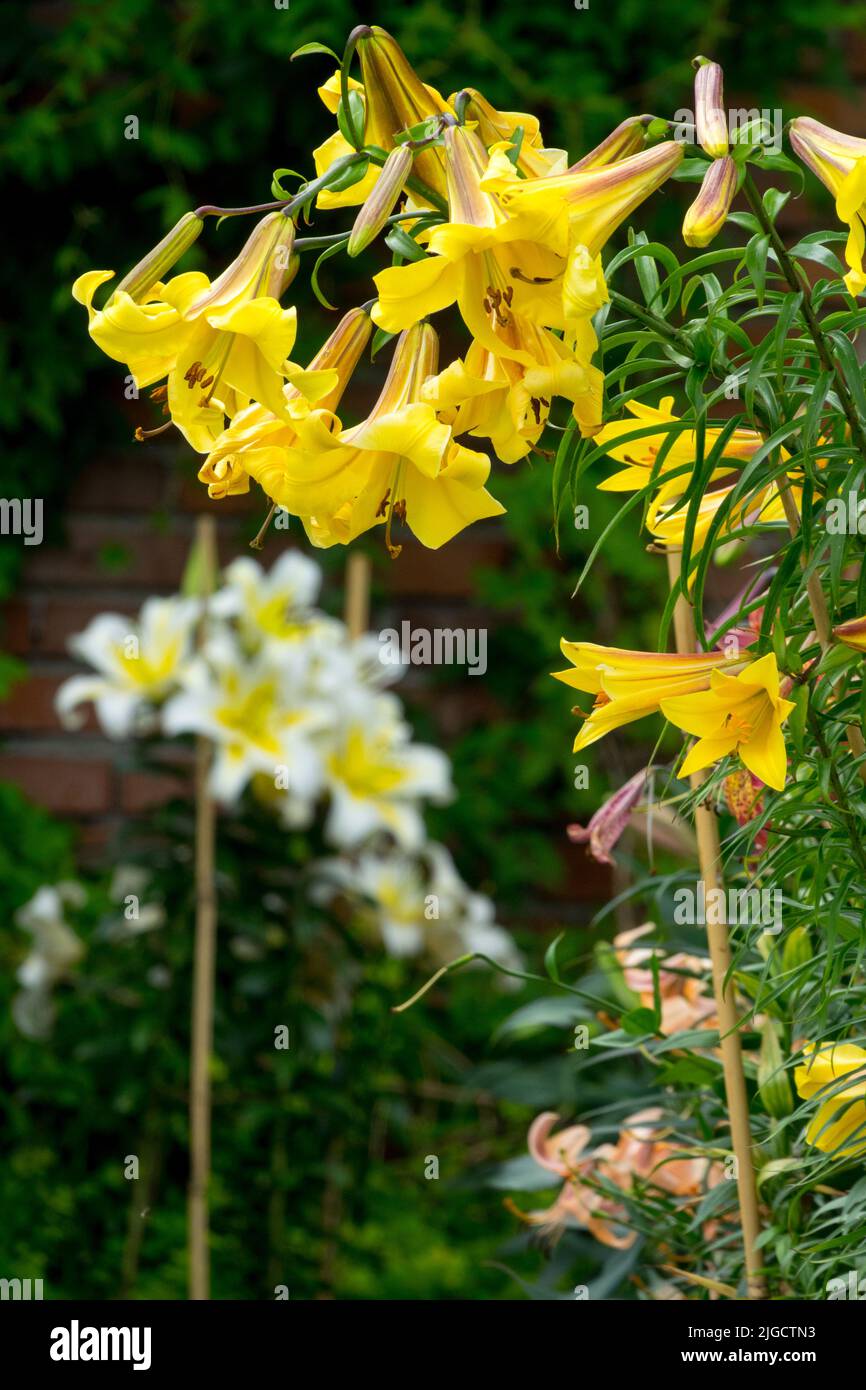 Beautiful plant pot Yellow Trumpet lily Flowers Lilium at Sticks, Lilium 'Golden Splendor' Stock Photo