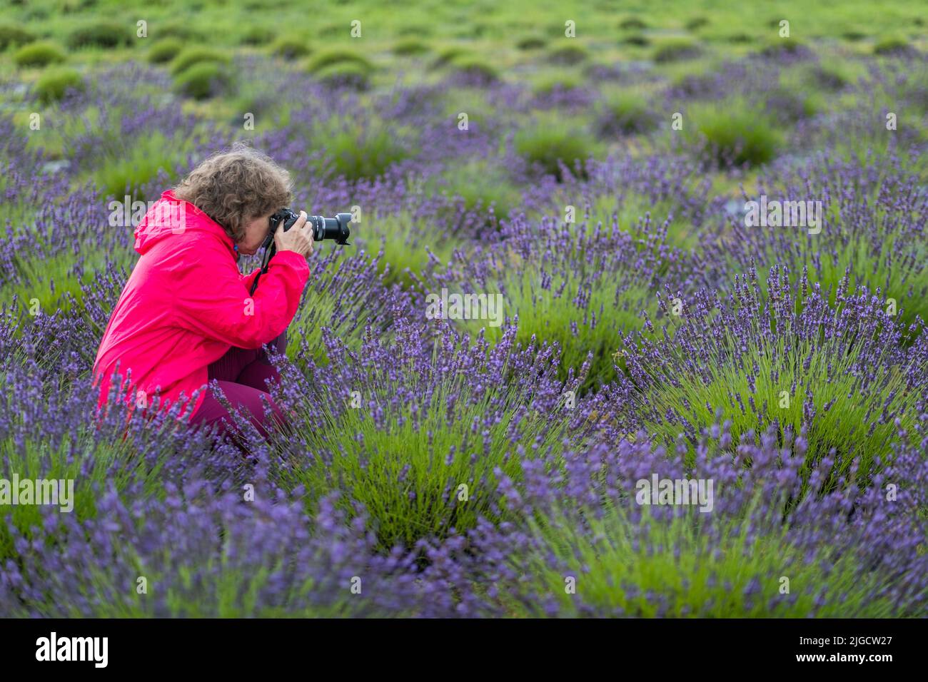 Woman is taking a picture in a lavender field in Poland. Stock Photo