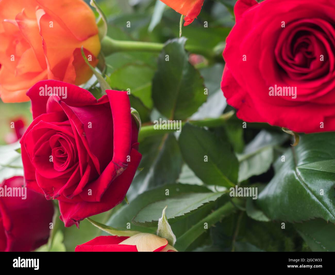 Blooming romantic fresh red rose. Flower rose 'Grande Amore' on the green and ohers roses background Stock Photo