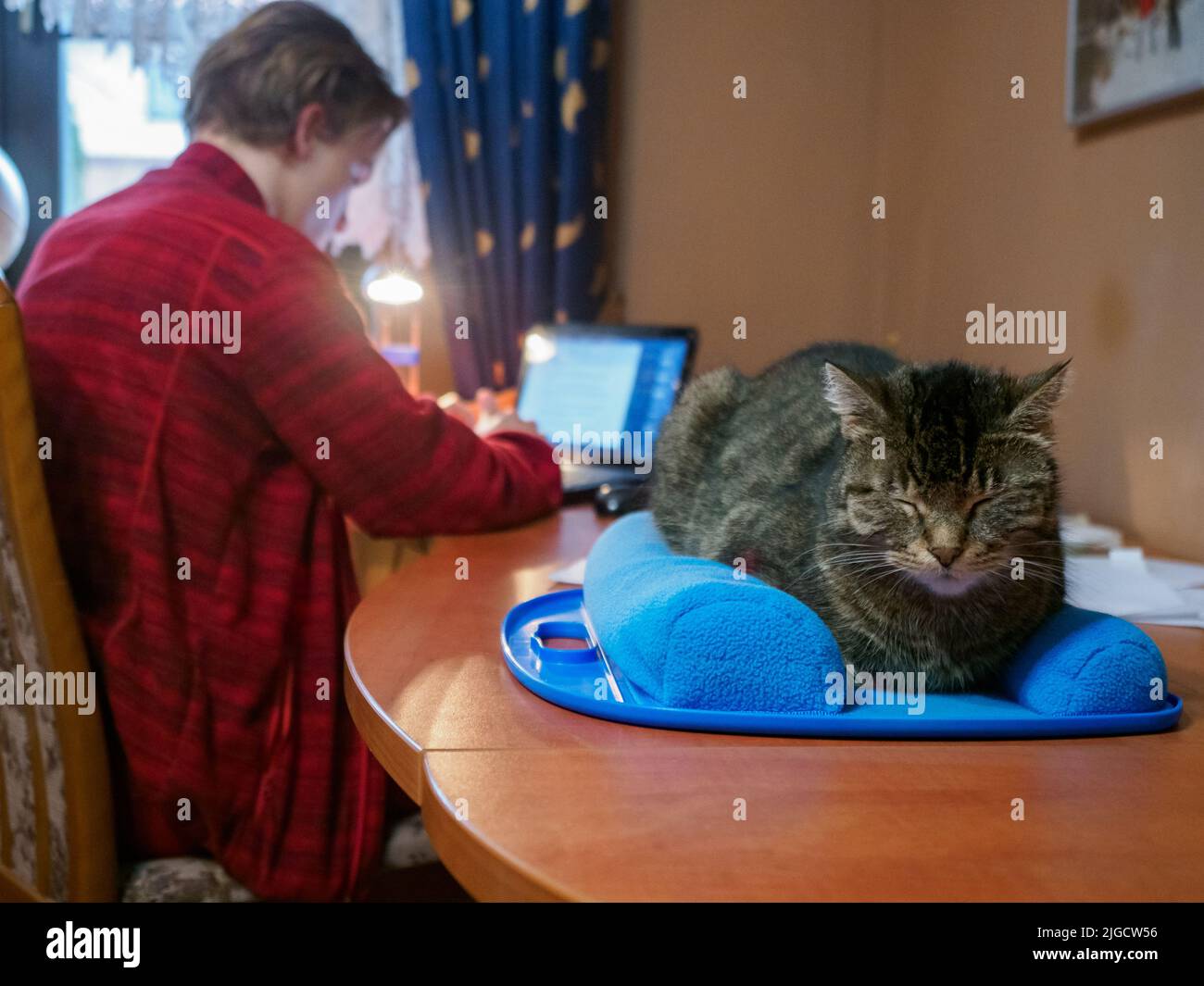 Student and cat learning from home, Stock Photo