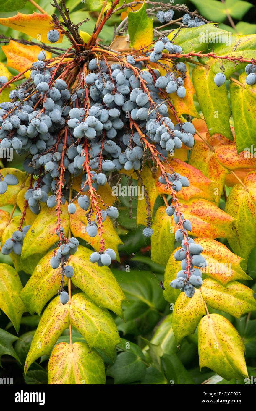 Blue Mahonia berries, Mahonia Fruits, Mahonia bealei, Seeds of plants Leatherleaf Mahonia japonica bealei Stock Photo