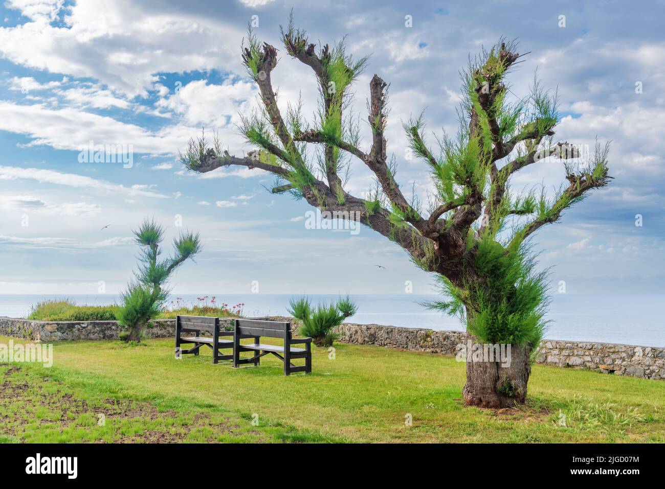 Benches on the Paseo de San Pedro next to a tree and views of the Cantabrian Sea, Llanes. Stock Photo