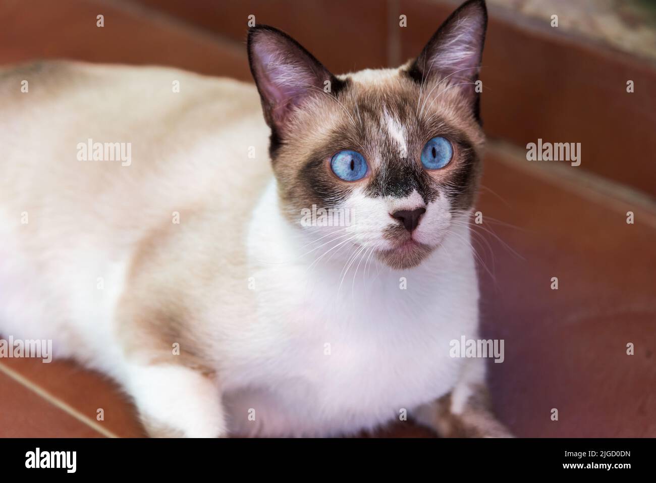 Siamese cat with blue eyes lying down and with its head up. Stock Photo