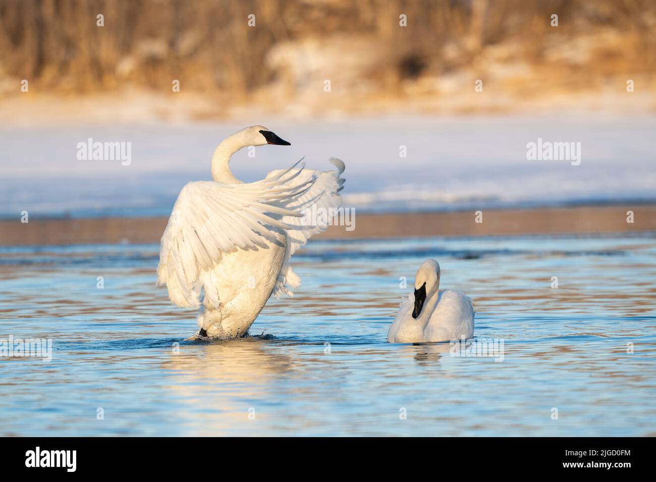 Trumpeter Swans along St Croix River, Winter, WI, USA, by Dominique Braud/Dembinsky Photo Assoc Stock Photo