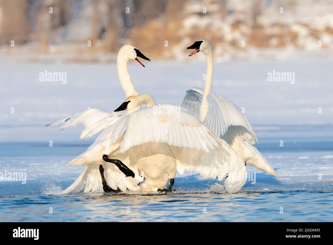 Trumpeter Swans along St Croix River, Winter, WI, USA, by Dominique Braud/Dembinsky Photo Assoc Stock Photo