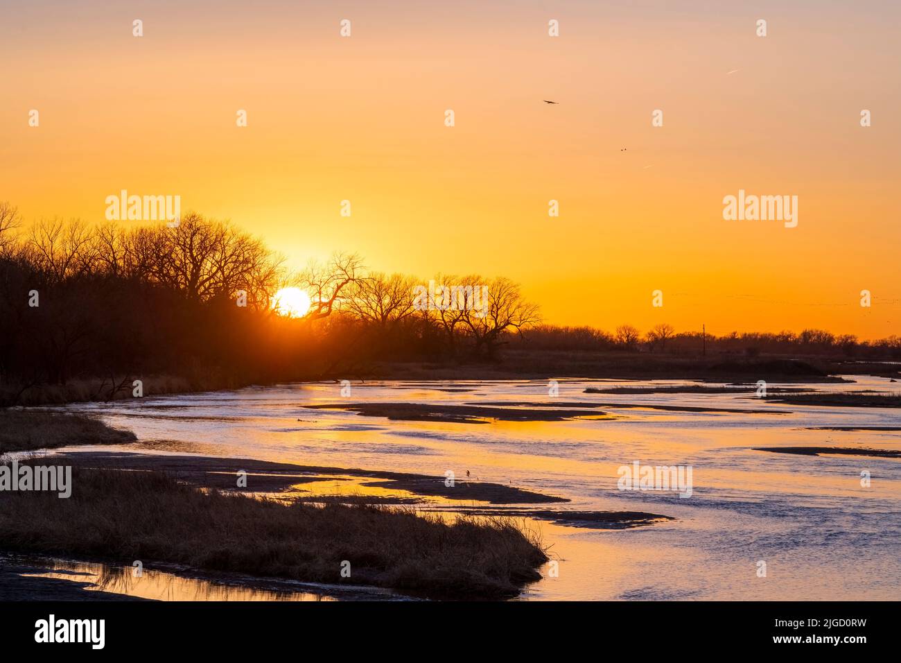 Sandhill cranes (Grus canadensis) ready to roost, Platte River, sunset, early Spring, Nebraska, USA, by Dominique Braud/Dembinsky Photo Assoc Stock Photo