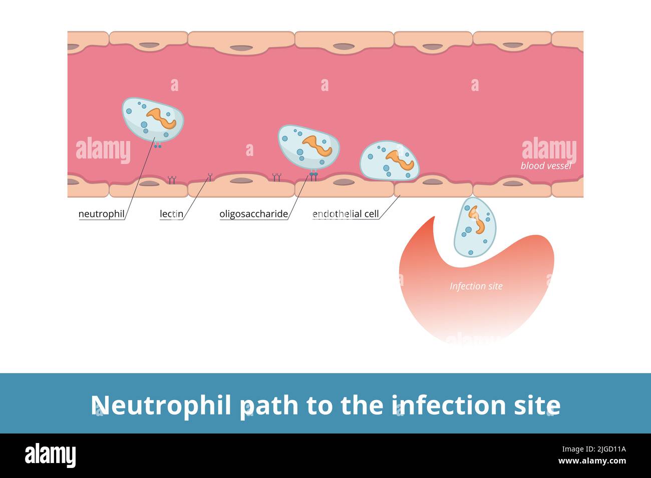 Neutrophil path to the infection site. Cell-surface carbohydrate are recognized by lectins that allows them to migrate from blood to infection site. Stock Vector