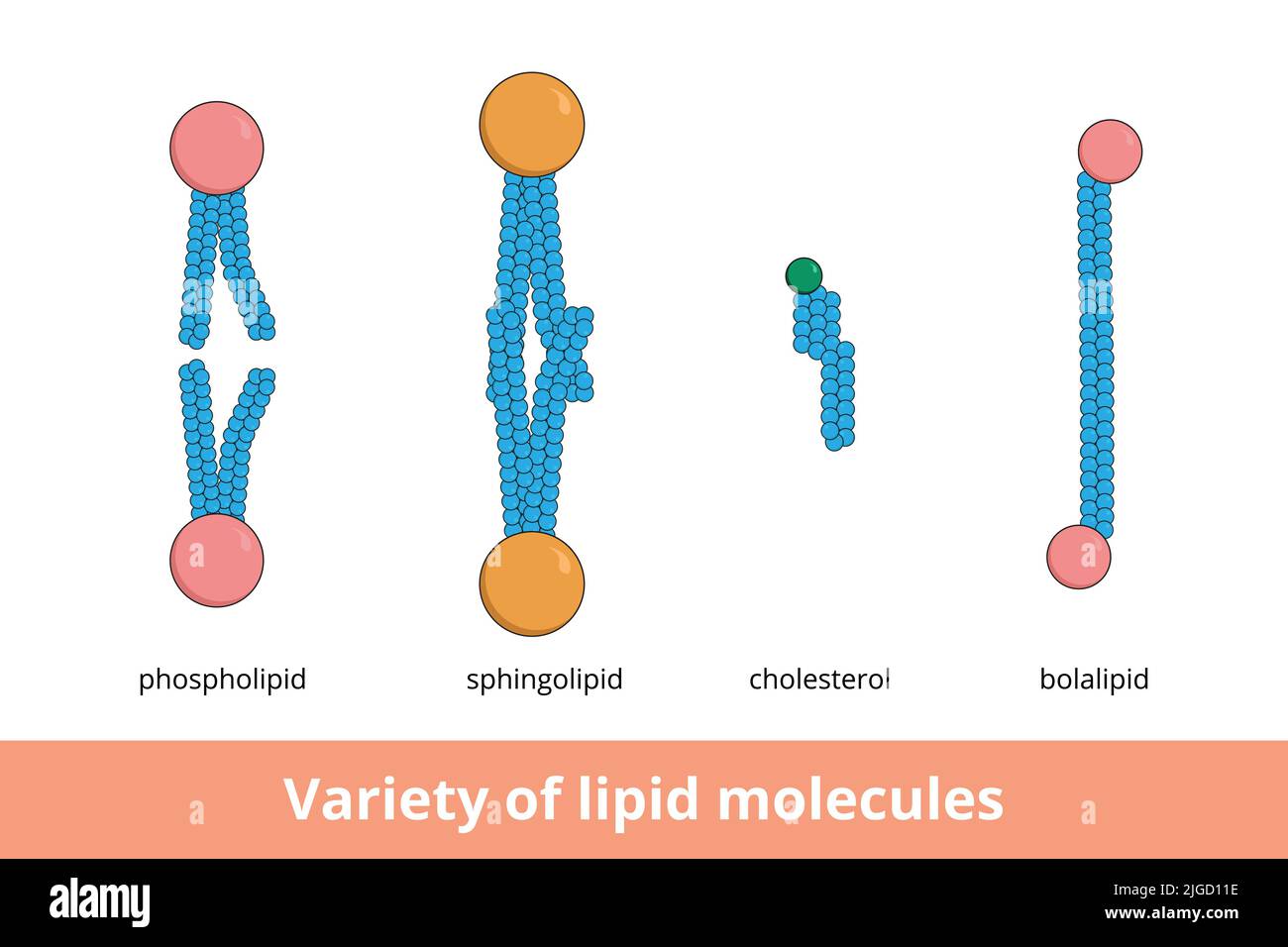 Variety of lipid molecules. Shapes of lipid molecules forming biological membranes, including phospholipid, sphingolipid, cholesterol and bolalipid. Stock Vector