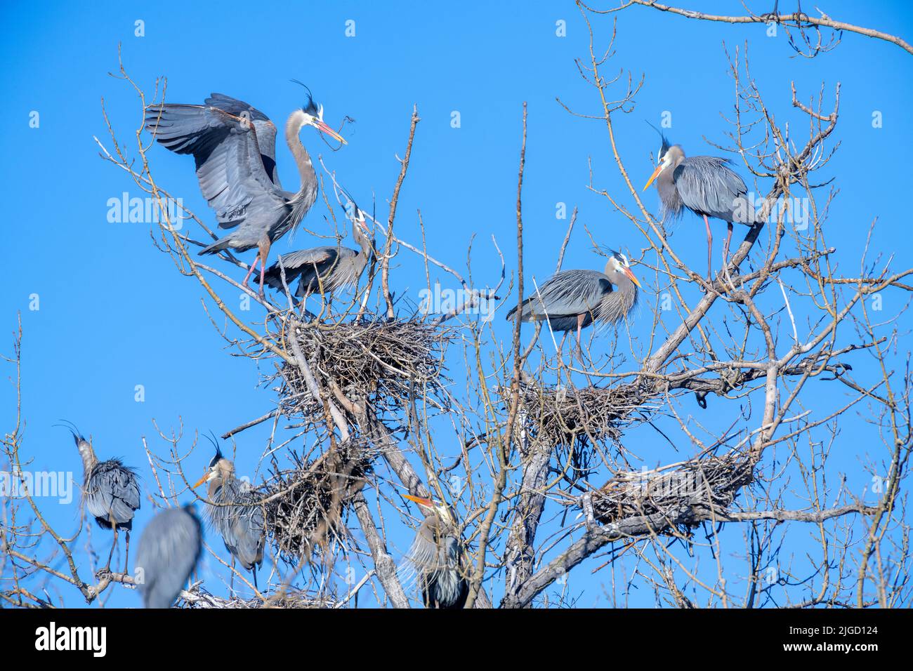 Great Blue Heron rookery, (Ardea herodias), nests, nesting, Spring, E North America, by Dominique Braud/Dembinsky Photo Assoc Stock Photo