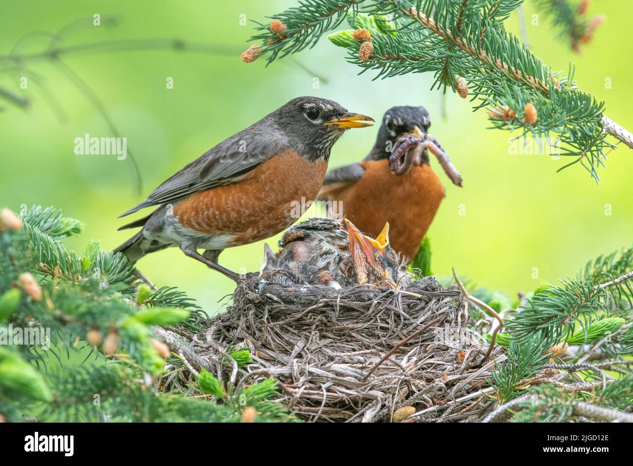 American Robins, parents, feeding chicks in nest, Spring, N. America, by Dominique Braud/Dembinsky Photo Assoc Stock Photo