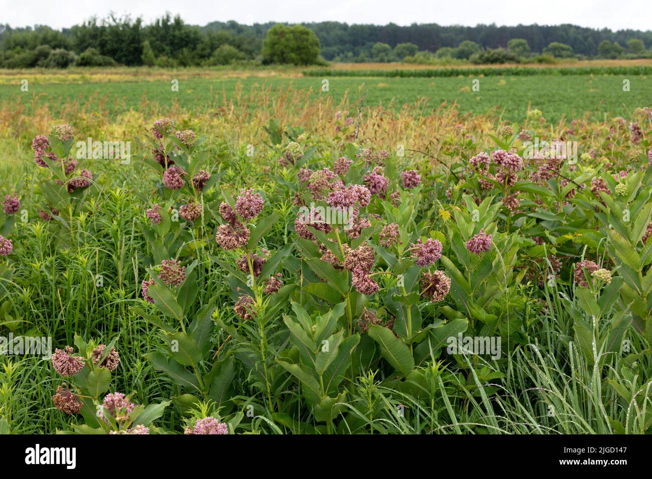 Meadow dominated by Common Milkweed (Asclepias syriacac), mid Summer, Eastern USA, by James D Coppinger/Dembinsky Photo Assoc Stock Photo
