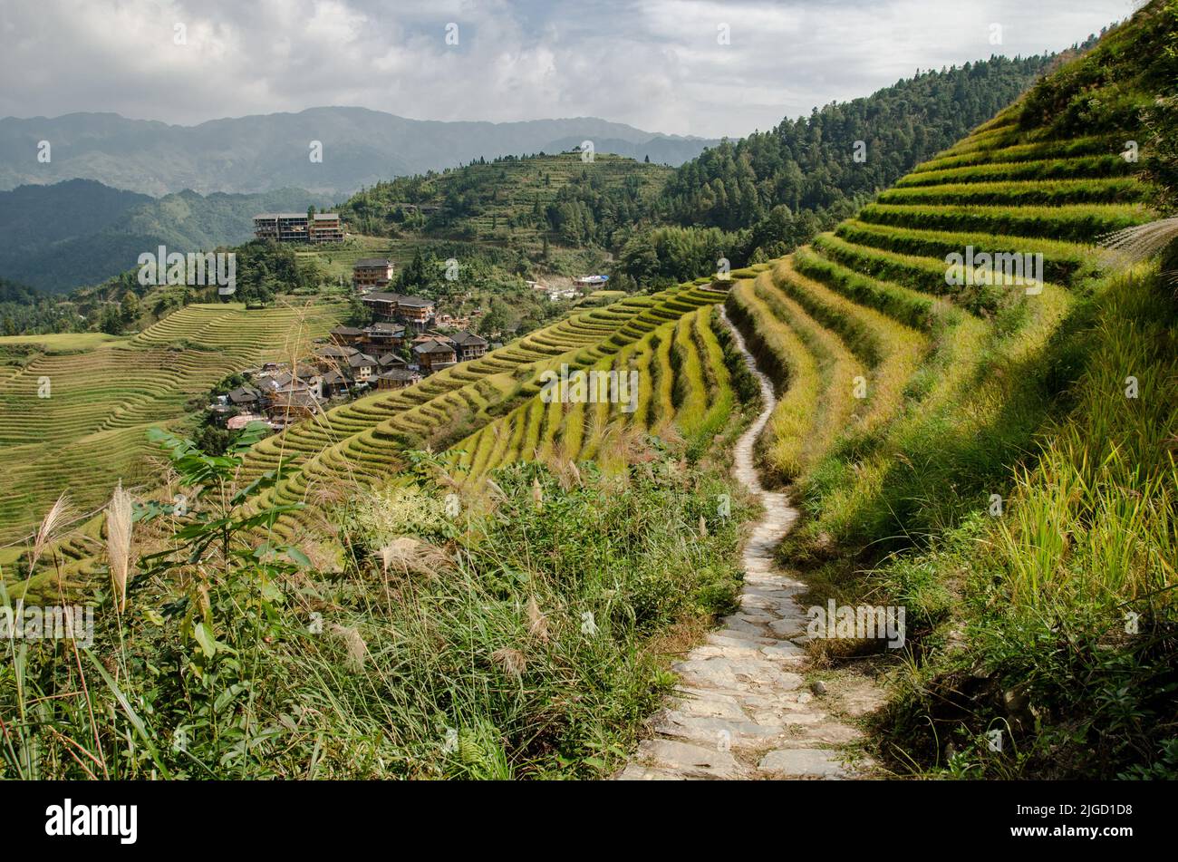 Se abre un camino entre los cultivos en terrazas de arroz en Longsheng, Guilin. China Stock Photo