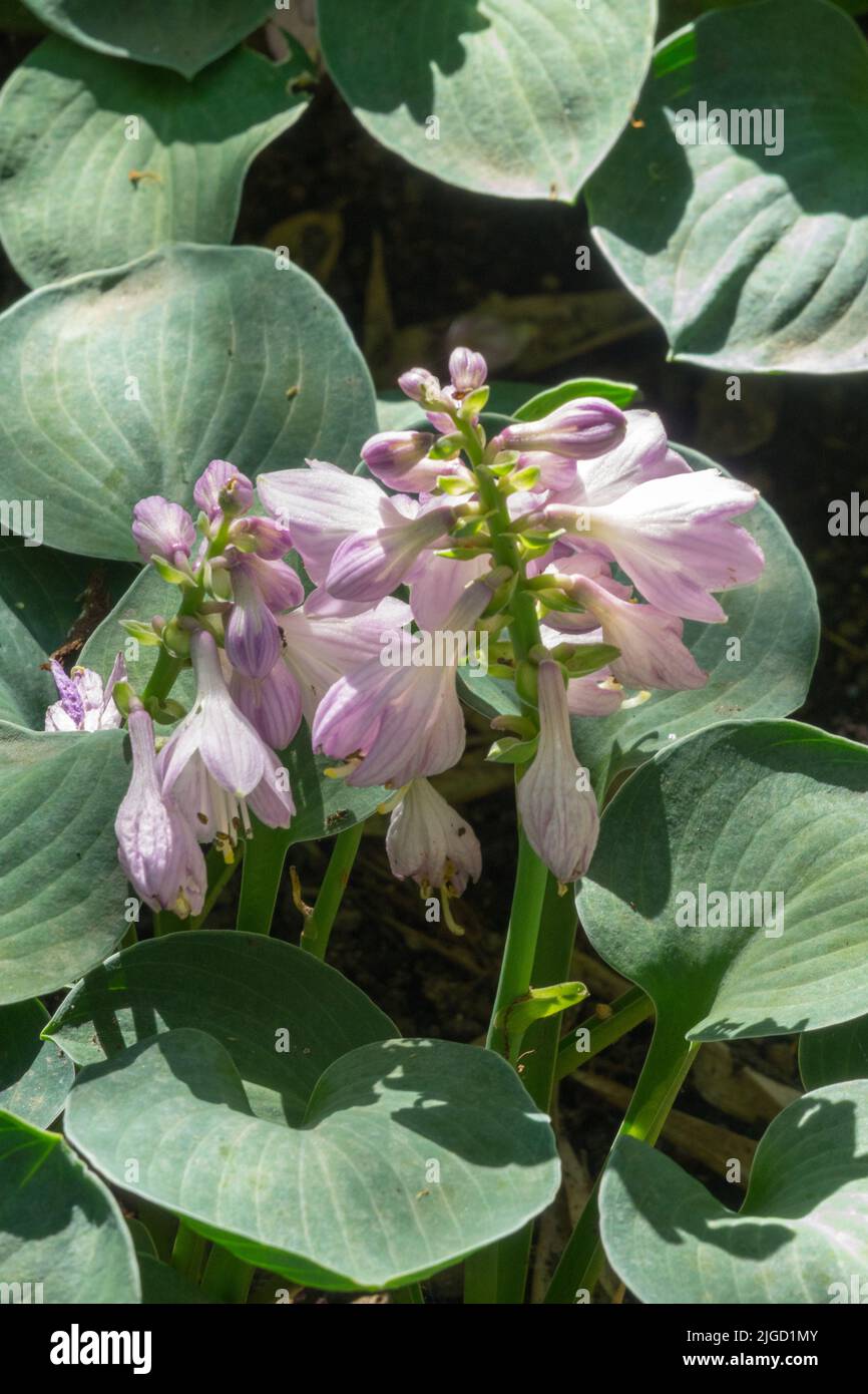 Blooming Plantain Lily Stock Photo