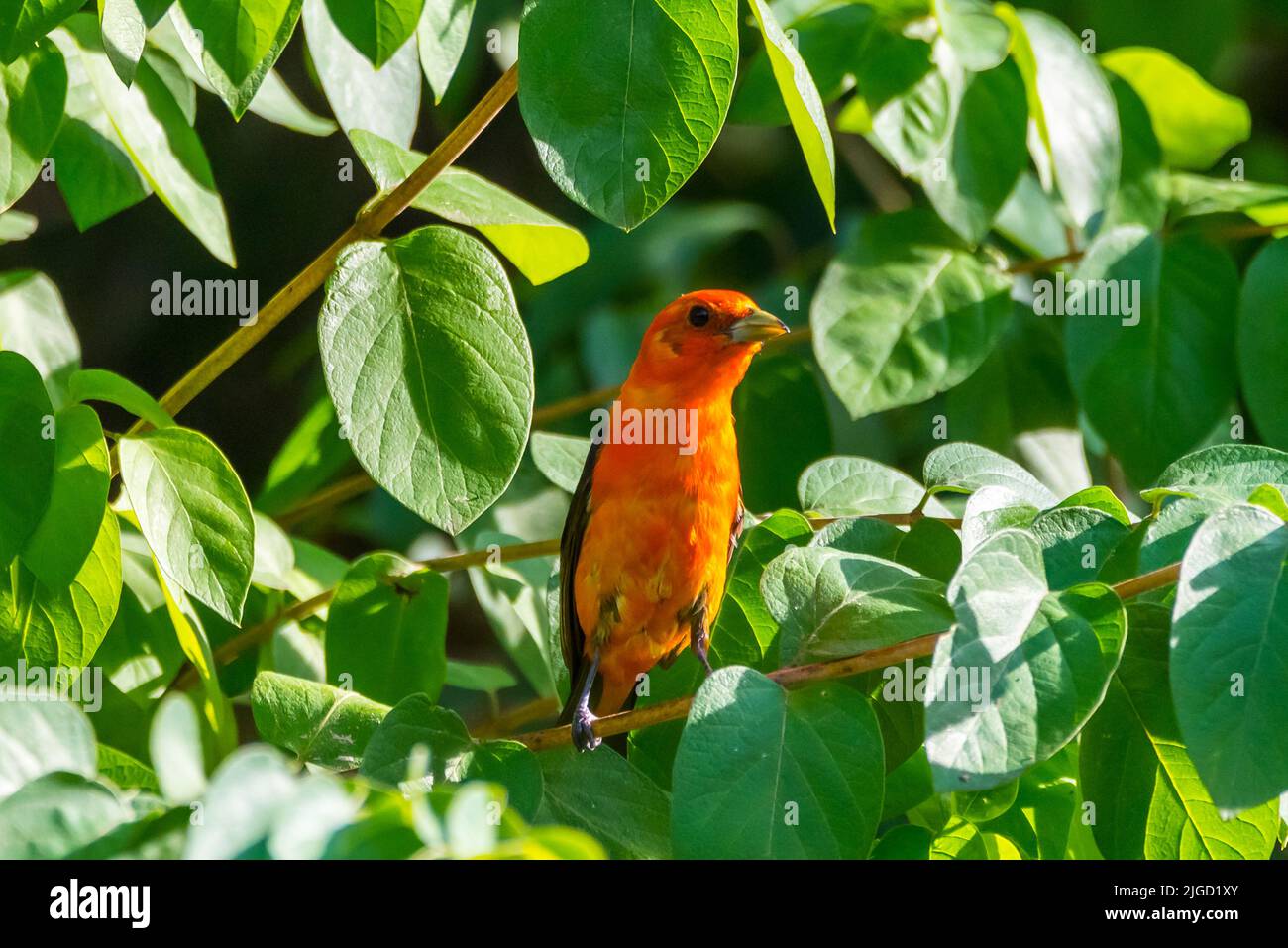 Orangevariant Scarlet Tanager in Massachusetts backyard Stock Photo