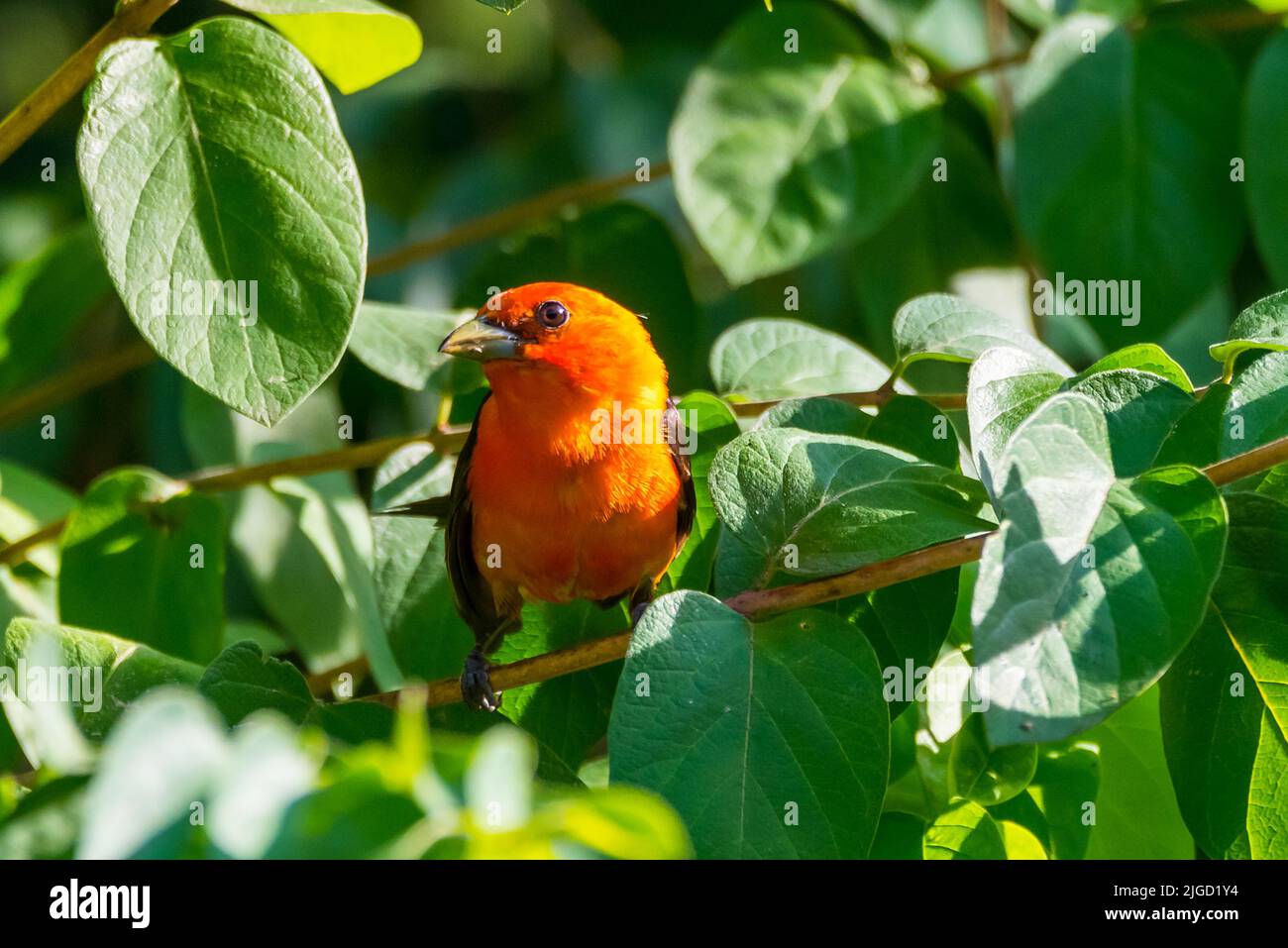 Orangevariant Scarlet Tanager in Massachusetts backyard Stock Photo